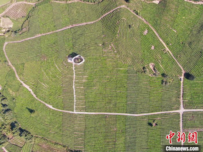 图为无人机航拍寒溪村的数千亩茶园绿意盎然，茶树遍布几座丘陵，高低起伏，蔚为壮观。　刘力鑫 摄