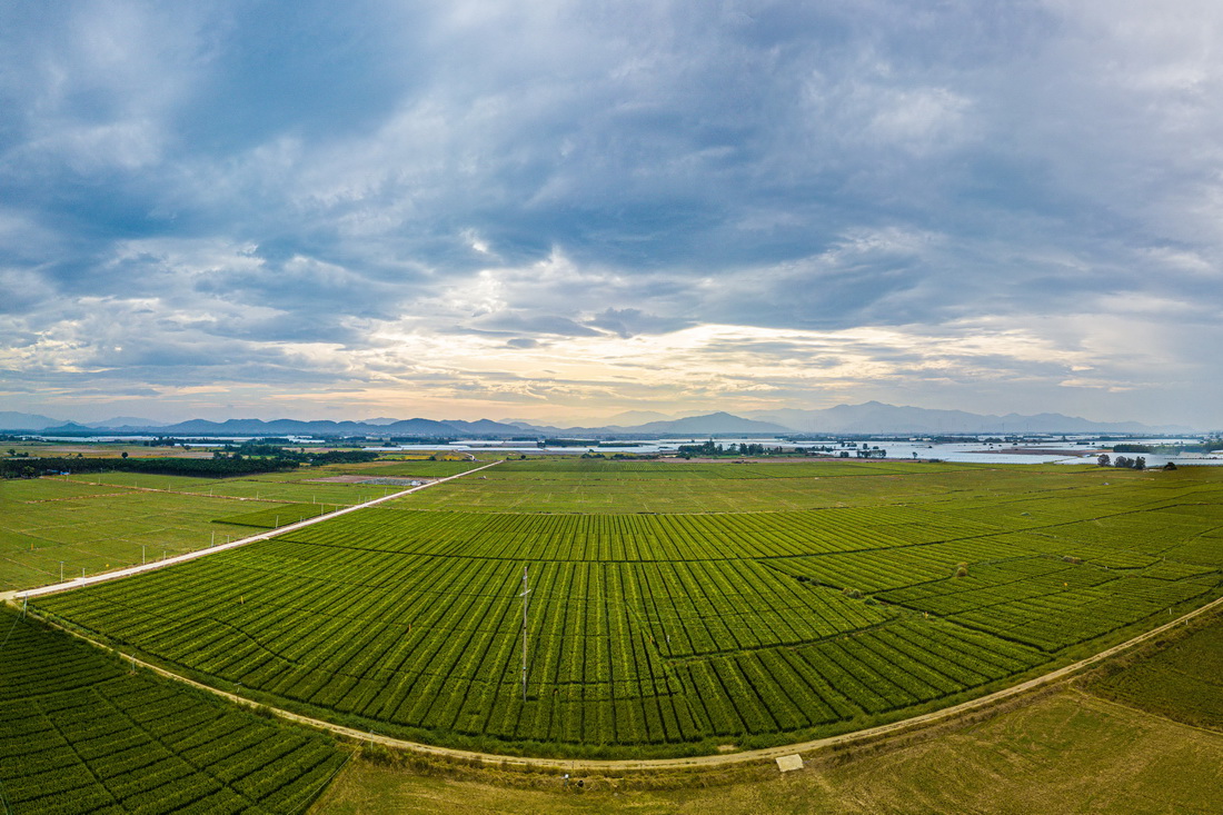 10月15日在海南省东方市拍摄的海南湘谷源农业有限公司制种基地（无人机照片）。