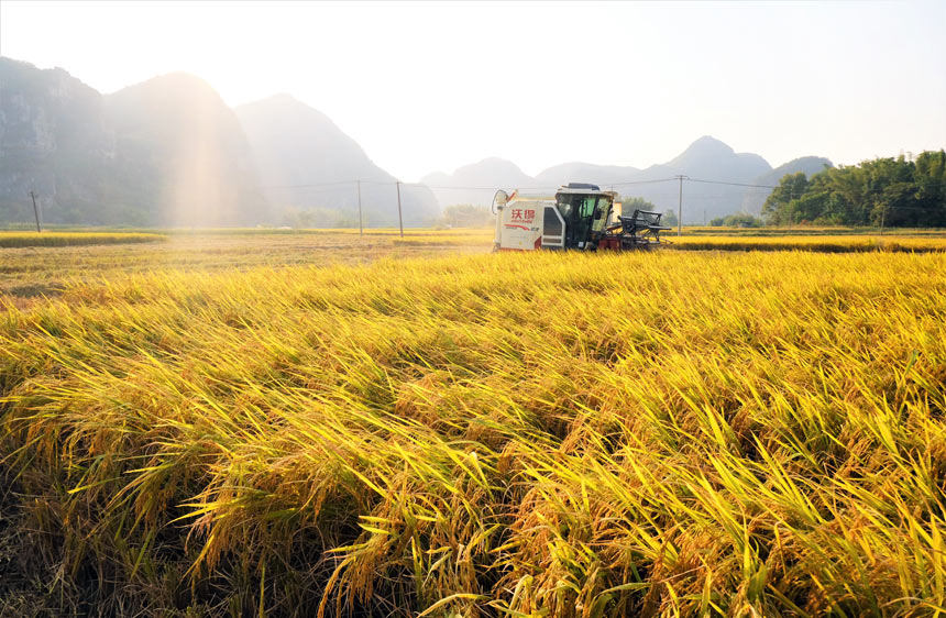 村民驾驶收割机在广袤的稻田里收割。