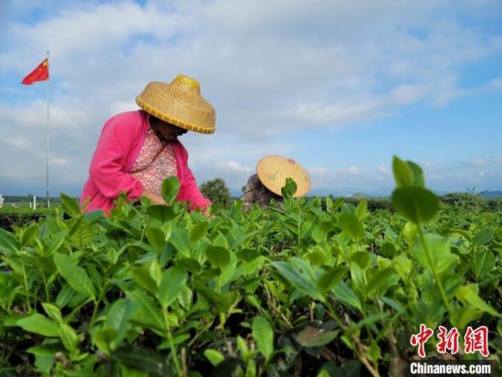 　　12月9日，茶农在白沙农场二队的茶园里采收早春茶。　王晓斌 摄