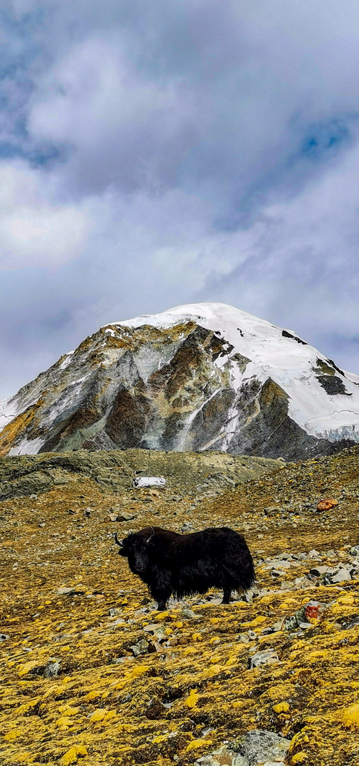 这是琼穆岗嘎峰下的一头牦牛（手机照片，2月20日摄）。
