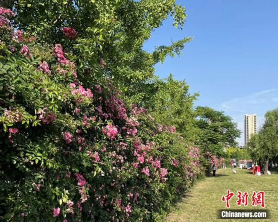 “赏花经济”催中国内地旅游市场加速“回春” 第 2 张