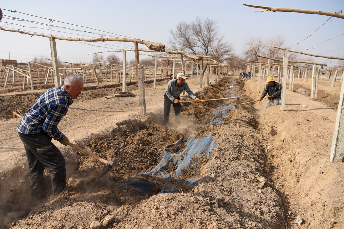 3月8日，在吐鲁番市高昌区葡萄镇，农民将葡萄藤从地下挖出。