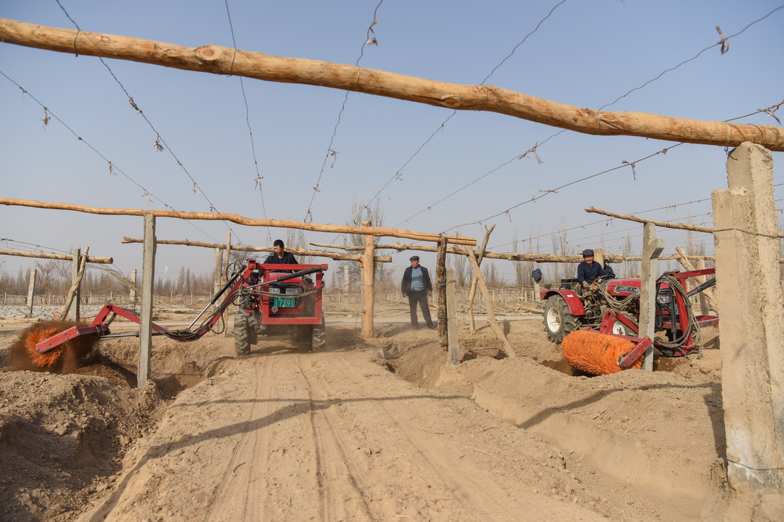 3月8日，在吐鲁番市高昌区葡萄镇，农民操作开墩机在葡萄地里作业。