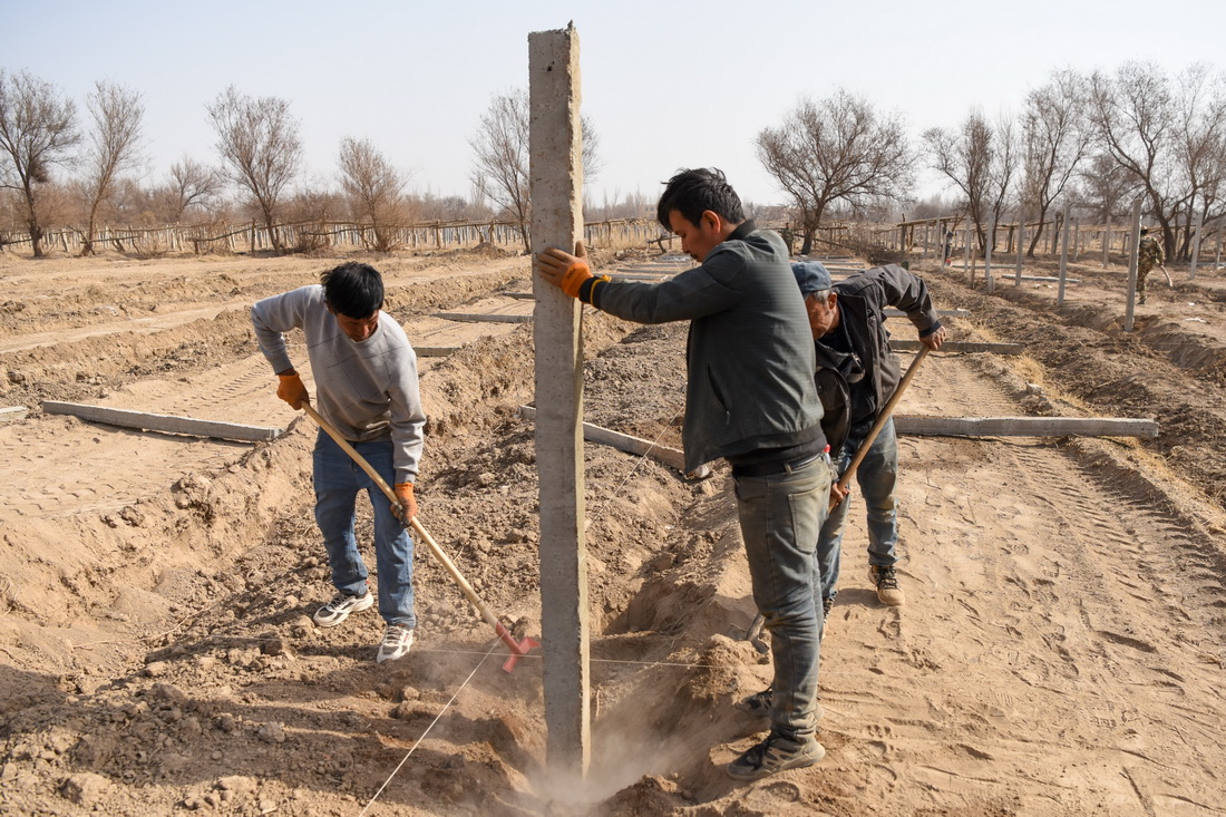 3月8日，在吐鲁番市高昌区葡萄镇，农民在进行葡萄架式改造工作。