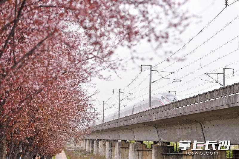 今日上午，長沙縣騰輝路和撈刀河路交會處附近，南來北往的高鐵列車“穿越”花海呼嘯而過。 均為長沙晚報(bào)全媒體記者 王志偉 攝