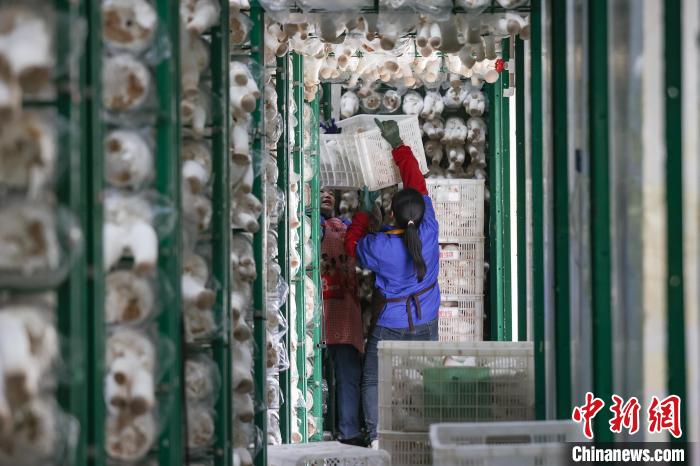 3月14日，工人在贵州道真一家食用菌生产企业车间堆放采摘的杏鲍菇。　瞿宏伦 摄