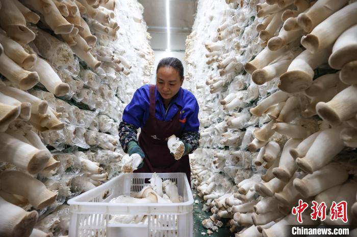 3月14日，工人在贵州道真一家食用菌生产企业车间采摘杏鲍菇。　瞿宏伦 摄