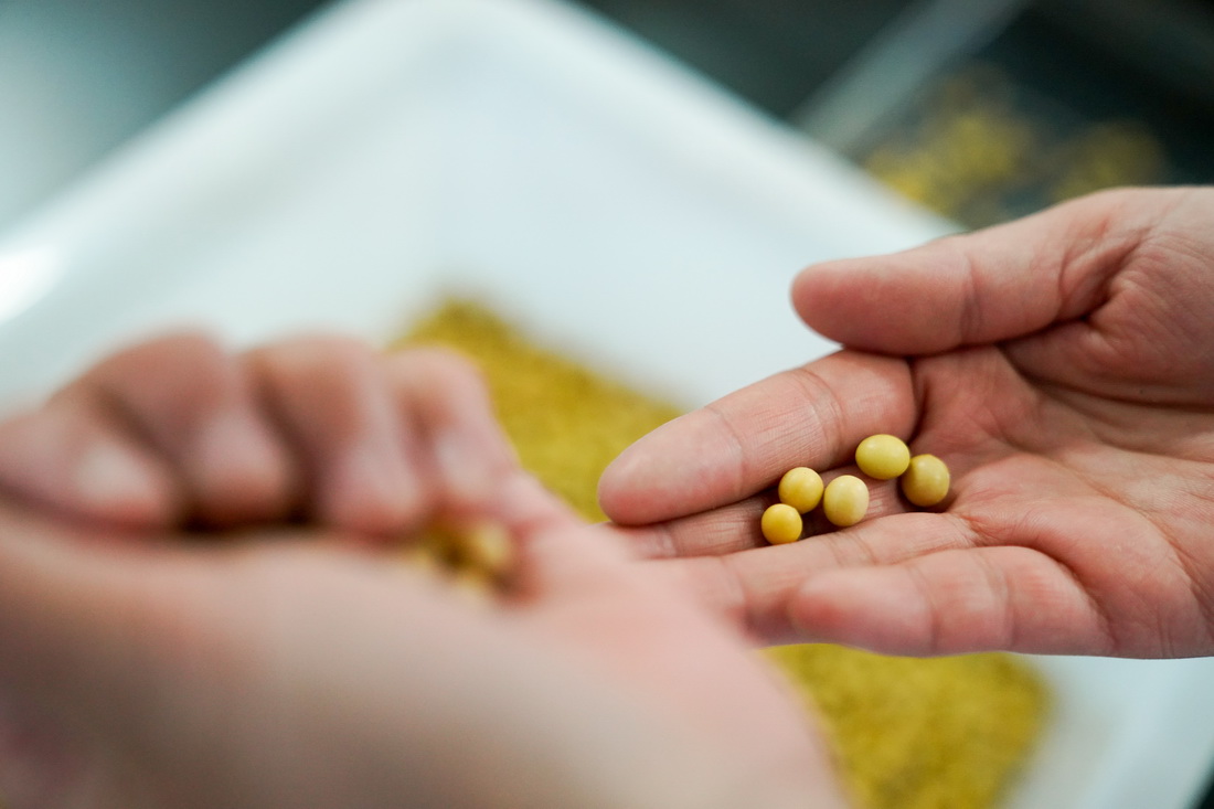 3月14日，在北大荒集团建设农场有限公司农业科技园区试验室，孙凡红在进行大豆品种发芽试验。