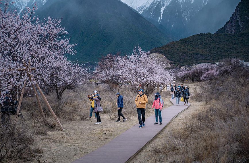 游客漫步桃花林。 张静摄