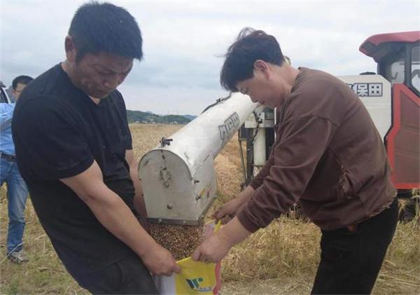 亩产540公斤！看宁波象山“麦霸”！