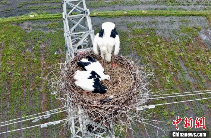 鄱阳湖畔东方白鹳筑巢百米高塔育雏试飞