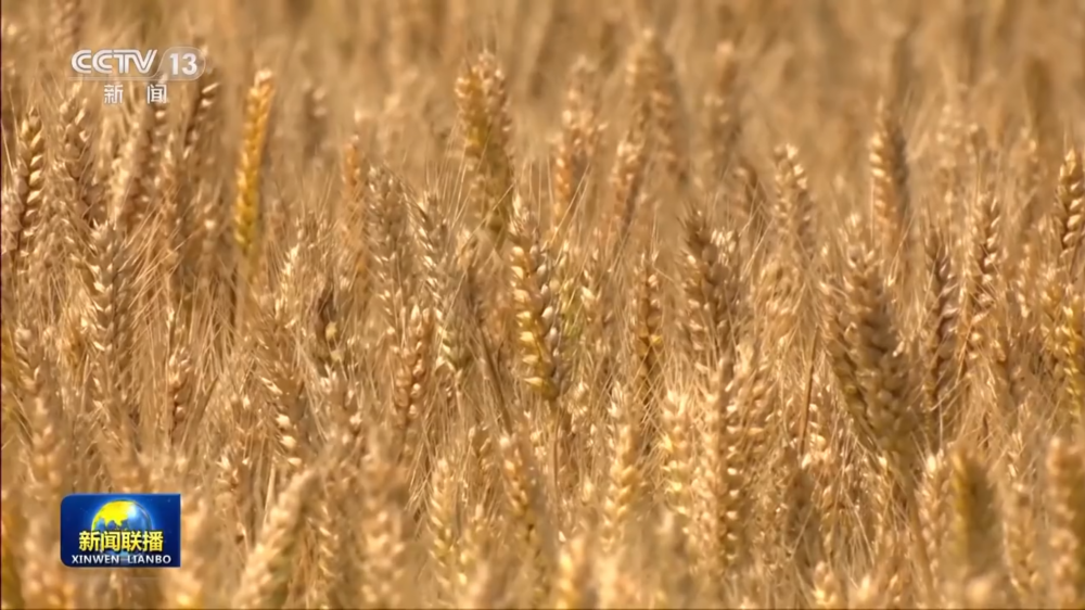 8.1亿亩！全国春播粮食进度约90% 5月底冬小麦将大面积收获