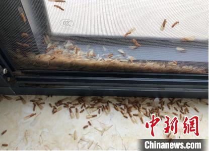 雨季白蚁纷飞如何防治？广州官方支招速看！