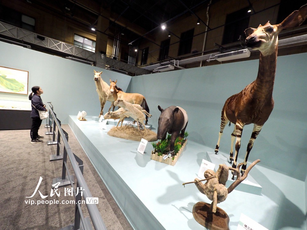 国家自然博物馆馆藏精品展吸引观众