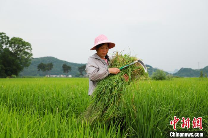 图为一名农户正在稻田中劳作。　汤晓逵 摄