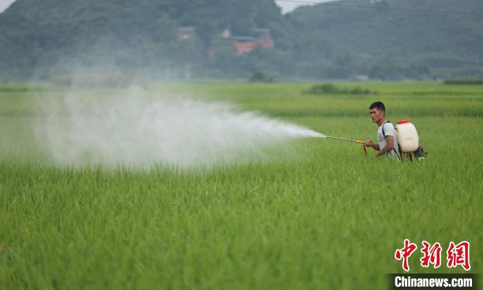 图为一名农户正在稻田中喷洒农药。　汤晓逵 摄