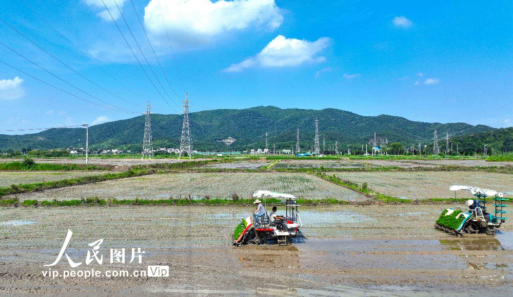 2023年6月20日，在安徽芜湖市繁昌区峨山镇沈弄村，农民种粮大户在抢抓农时机械化插秧（航拍图片）。