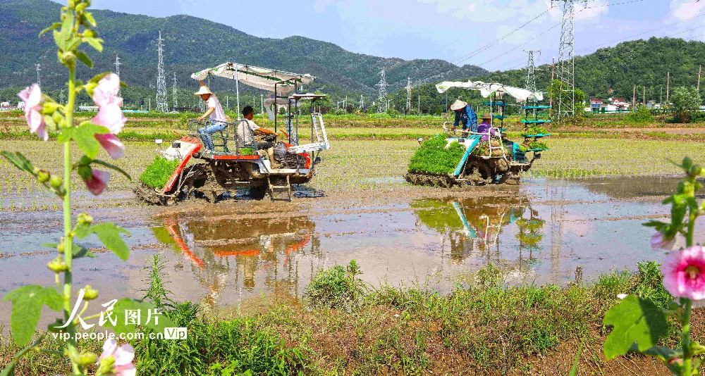 2023年6月20日，在安徽芜湖市繁昌区峨山镇沈弄村，农民种粮大户在抢抓农时机械化插秧。