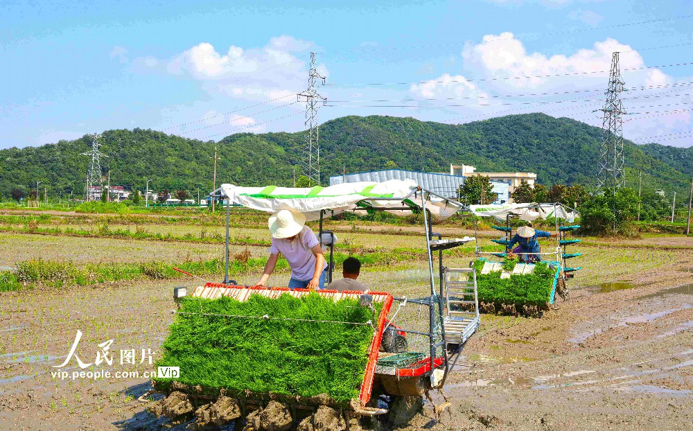  2023年6月20日，在安徽芜湖市繁昌区峨山镇沈弄村，农民种粮大户在抢抓农时机械化插秧。