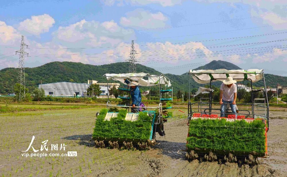 2023年6月20日，在安徽芜湖市繁昌区峨山镇沈弄村，农民种粮大户在抢抓农时机械化插秧。
