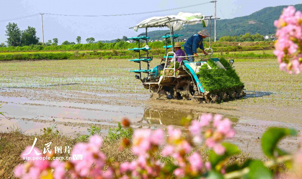2023年6月20日，在安徽芜湖市繁昌区峨山镇沈弄村，农民种粮大户在抢抓农时机械化插秧。