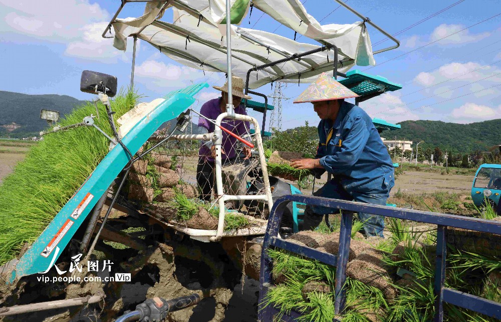 2023年6月20日，在安徽芜湖市繁昌区峨山镇沈弄村，农民种粮大户在机械化插秧机前上秧苗。