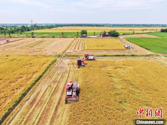 图为航拍大田农社管辖的广袤田野黄绿相接，收割机正在收割早稻，一派繁忙景象。　刘力鑫 摄