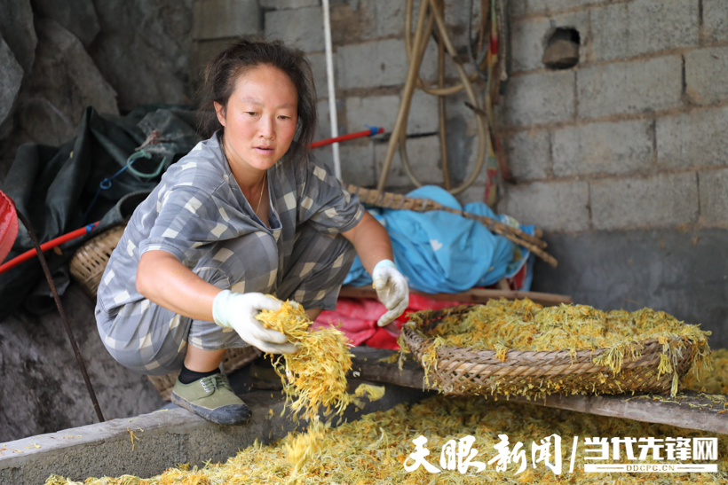 金銀花種植農(nóng)戶劉敏正在烘花.jpg