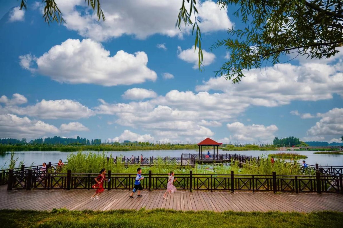 枣庄市薛城区周营镇王楼村的白楼湾湿地公园。受访者供图