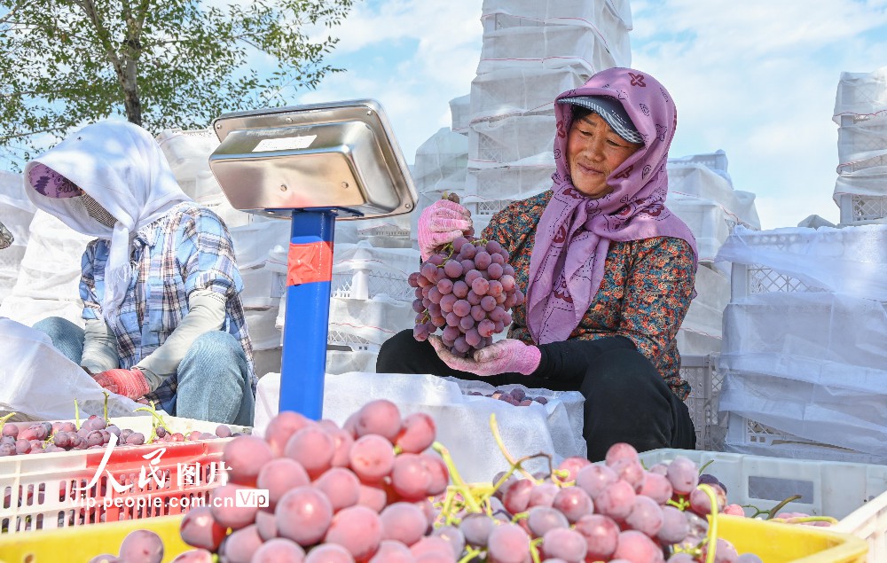 2023年9月19日，新疆昌吉回族自治州昌吉市三工镇二工村葡萄种植基地，农民在田间采摘、搬运、分拣、装车，一派丰收景象。
