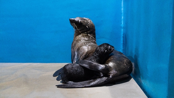 图：三亚亚特兰蒂斯海洋乐园首只非澳毛皮海狮宝宝“星龙”与母亲“霍尔德”被保育员精心照顾。