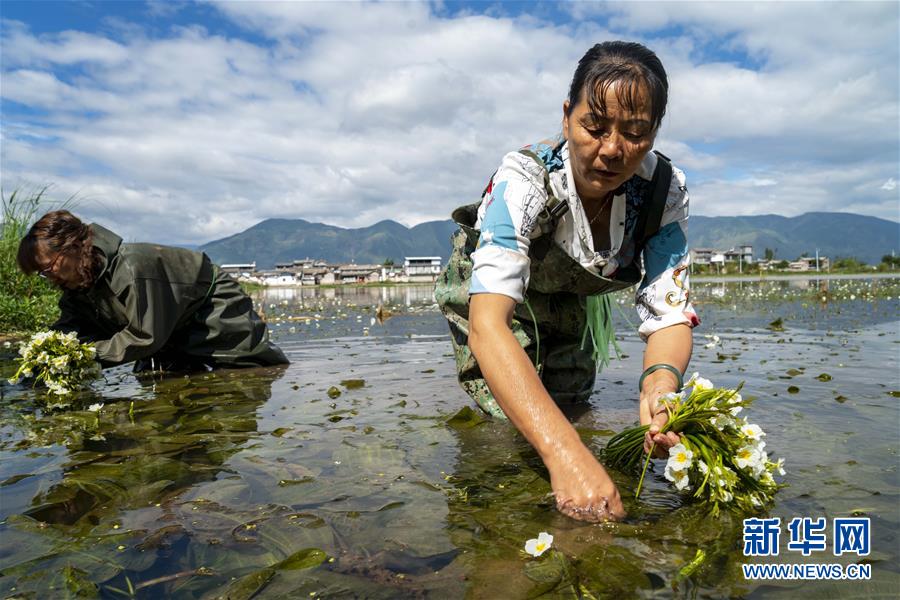 （经济）（3）大理洱源：生态海菜助民增收