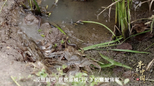 百度百家号推出自制栏目《丰年中国》讲述中国大地丰收奇迹