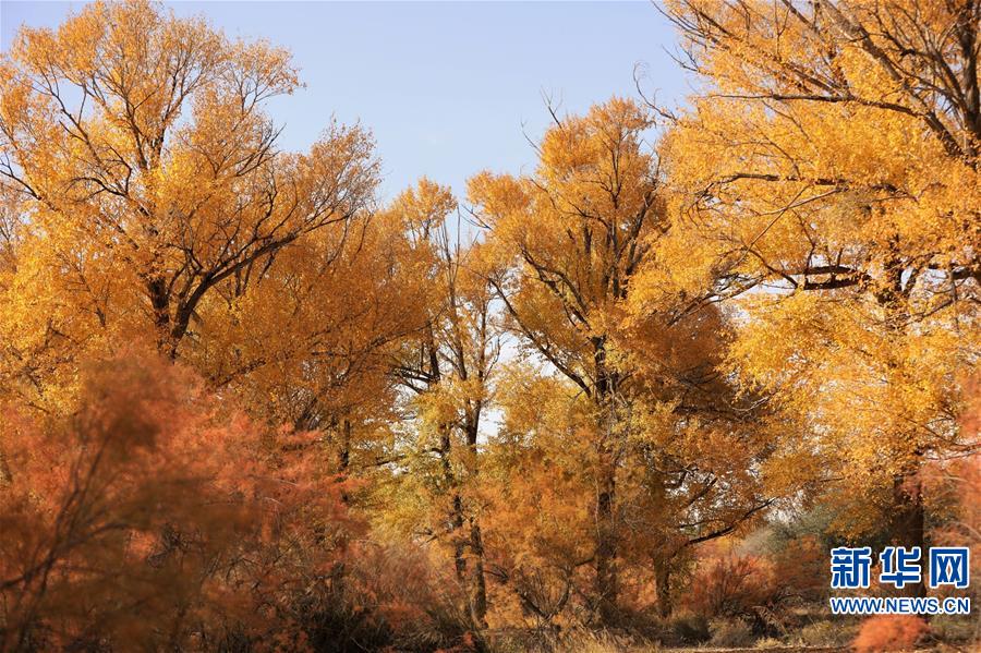 （美丽中国）（3）秋色斑斓耀“沙乡”