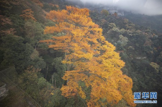 （环境）（4）重庆南川：金佛山上秋意浓