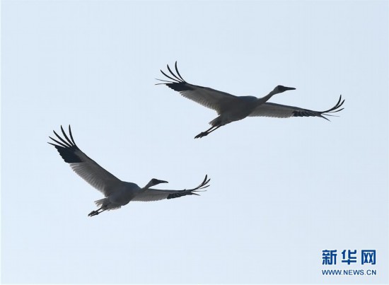 （环境）（6）冬日候鸟乐园