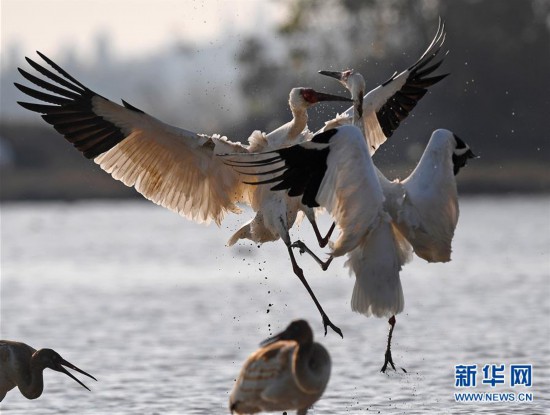 （环境）（18）冬日候鸟乐园