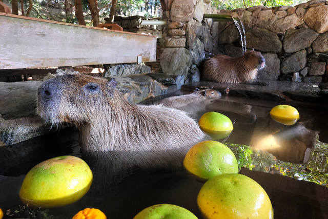 长崎动植物公园为水豚推出 柚子浴 慵懒的样子可爱又治愈 中国日报网