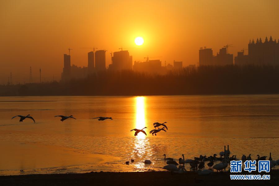 河南三门峡：天鹅与黄河的冬季之约