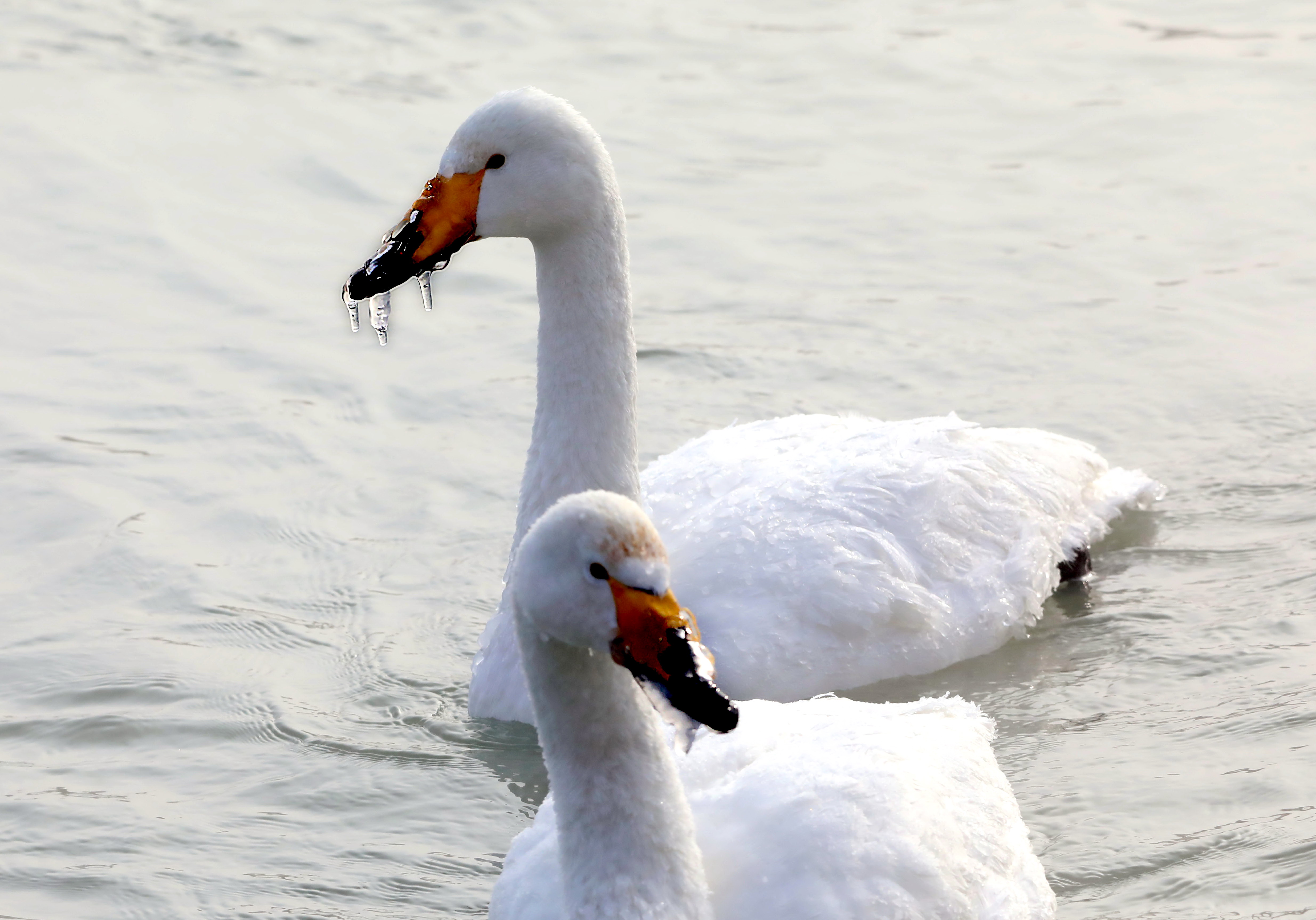 essay on swan bird