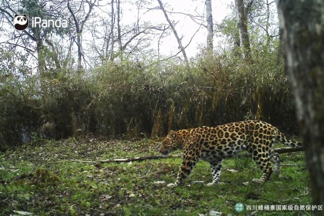 Rare leopard spotted in SW China nature reserve -