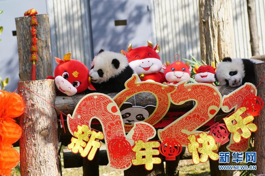 中国大熊猫保护研究中心“2020级”熊猫宝宝集体亮相贺新春- 中国日报网