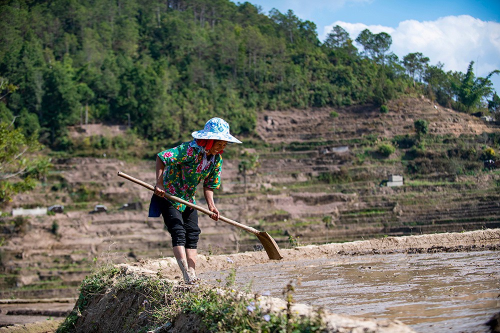 2月4日，一位农民在红河县三村乡南哈上寨梯田平整育秧田。