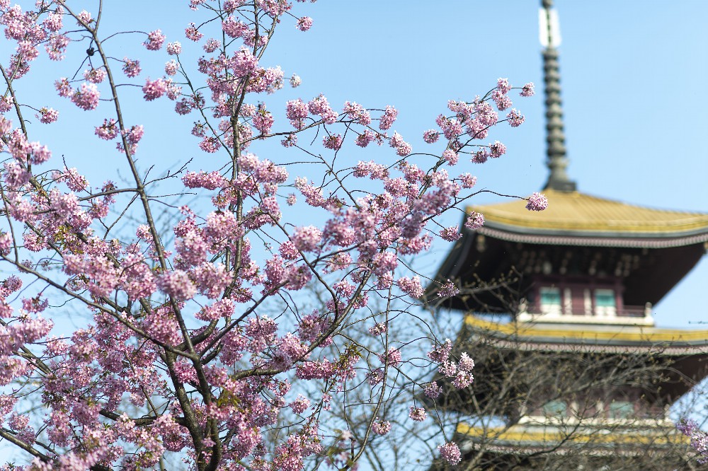 On March 14, 2020, the Moshan Cherry Garden in East Lake, Wuhan has a pleasant landscape, giving people infinite strength at the critical moment of fighting the epidemic.