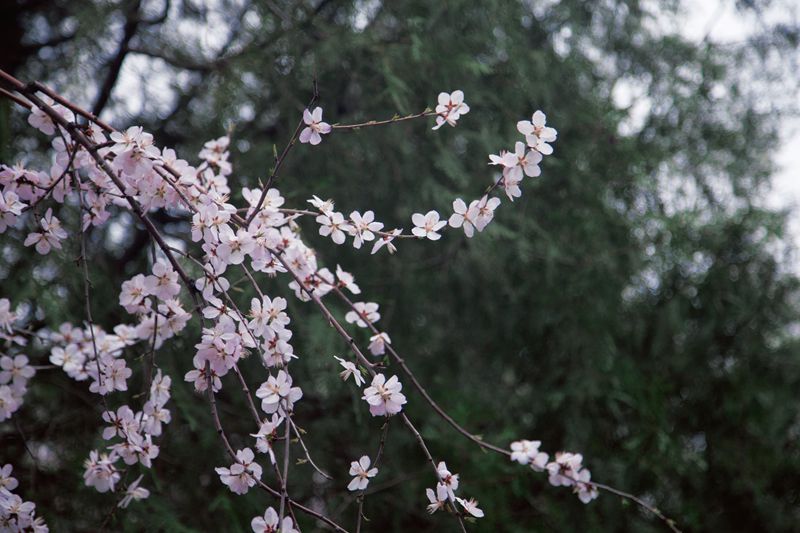 近日，北海公园内，桃花盛放。人民网 刘微摄