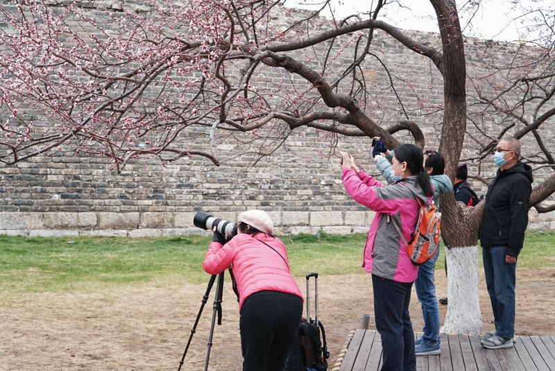 近日，明城墙遗址公园内，市民朋友驻足拍照。人民网 刘微摄