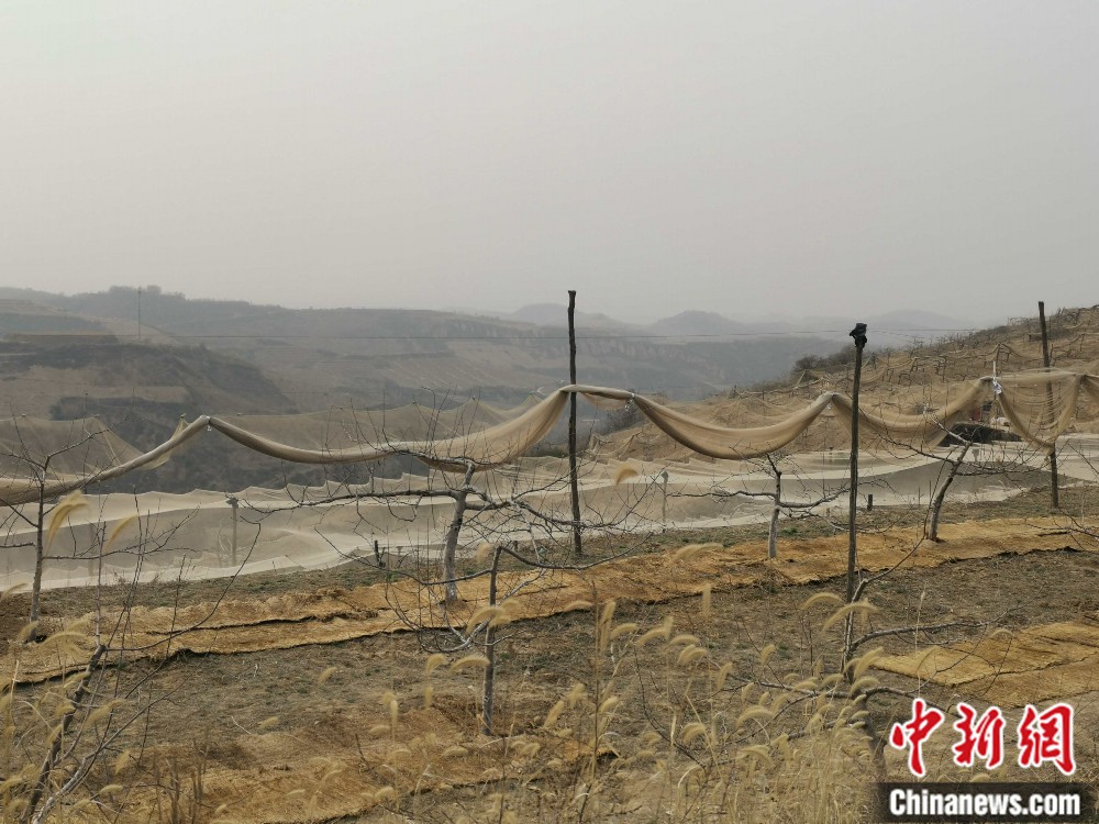 "陕西省延安市宝塔区柳林镇麻塔村苹果园。