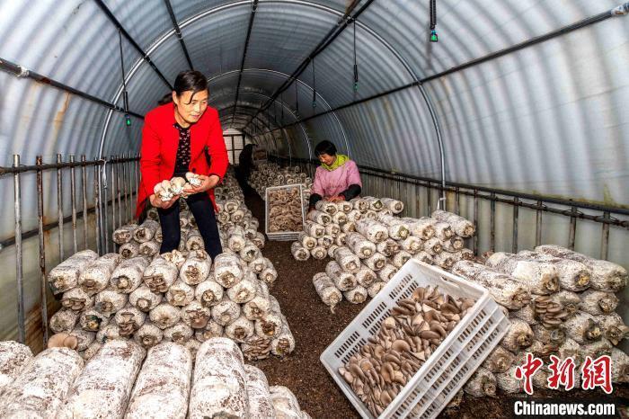 资料图：山东农行加大农户信贷投放力度，助力特色种养专业户发展香菇、平菇等菌类大棚。　陈鹏 摄