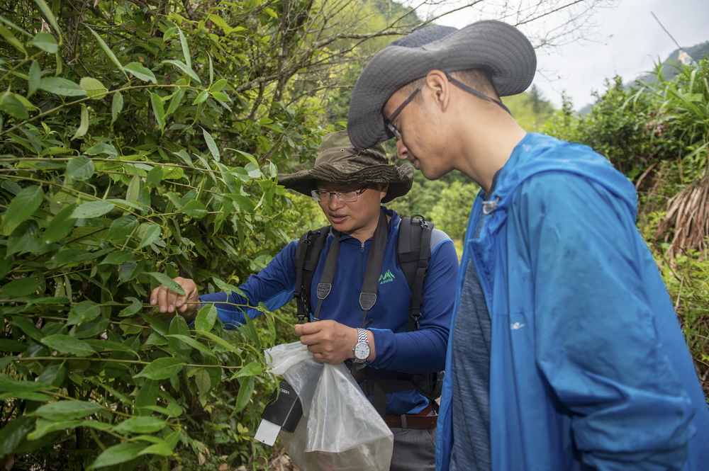5月11日，中国计量大学植物生态学教授孙俊威（左）与参与此次调查的助理刘煜坤一起采集植物标本。